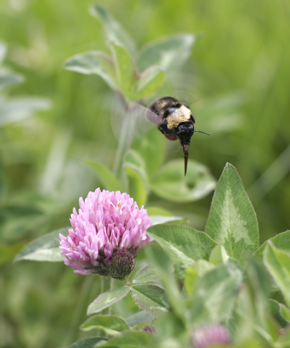 IMAGE: http://www.sparksonline.org/asm/dkord/bee_2414.jpg